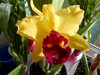 Blc. Toshie s Magic Hsinying (Lc. Tokyo Magic x Toshie Aoki)